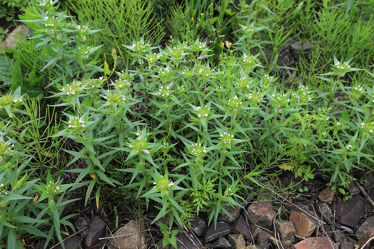 Изображение особи Collomia linearis.