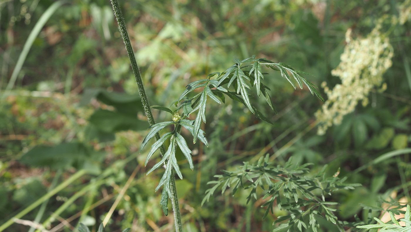 Image of Laserpitium prutenicum specimen.