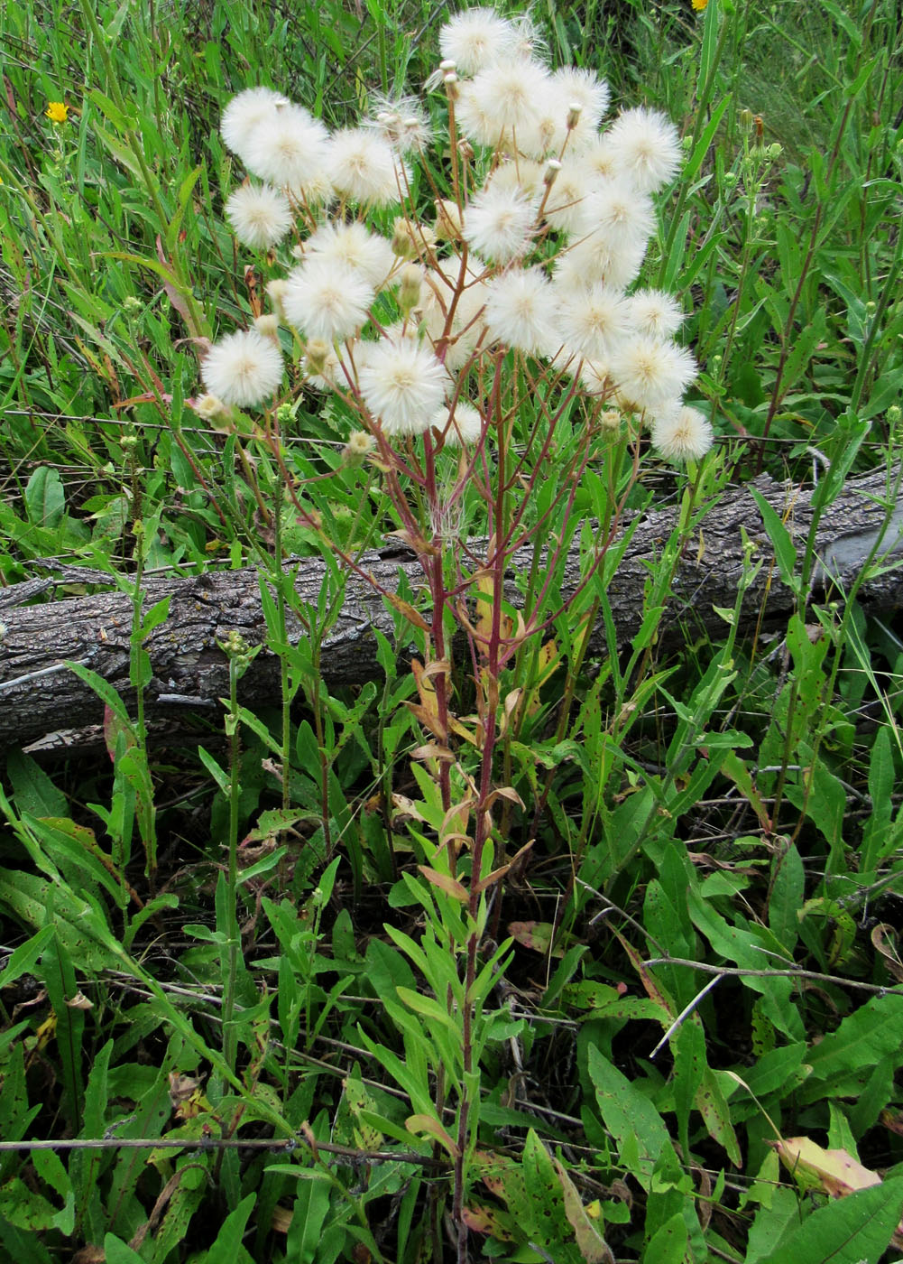 Image of Erigeron acris specimen.