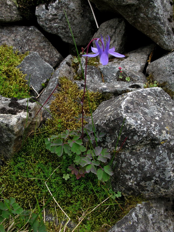 Изображение особи Aquilegia borodinii.