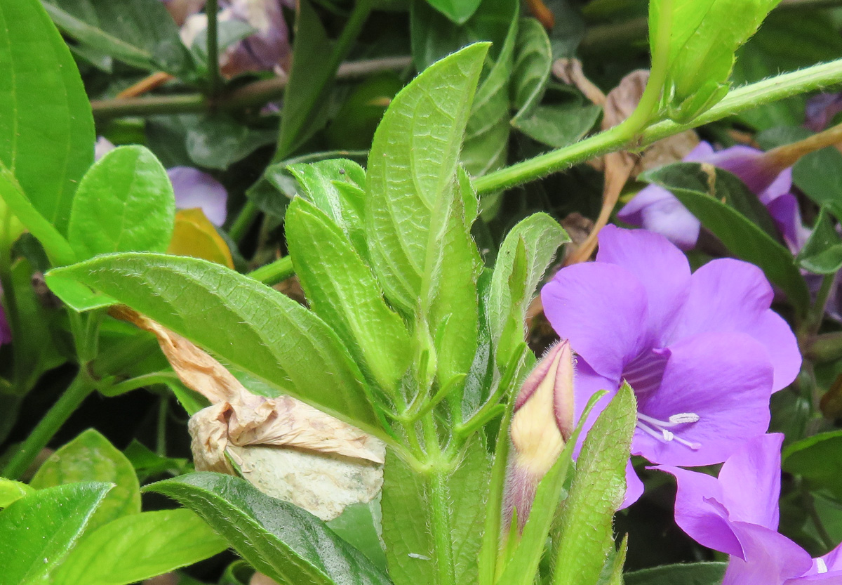 Image of genus Barleria specimen.