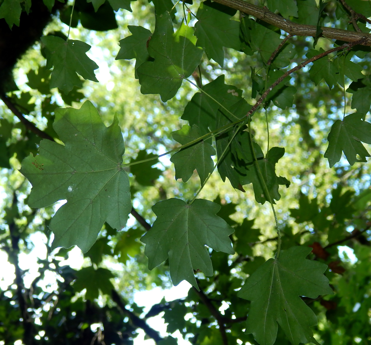 Image of Acer campestre specimen.