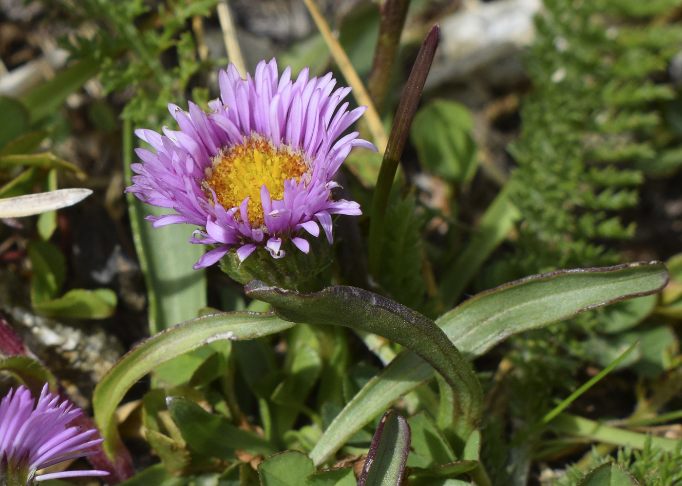 Image of Erigeron alpinus specimen.