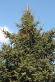 Picea pungens