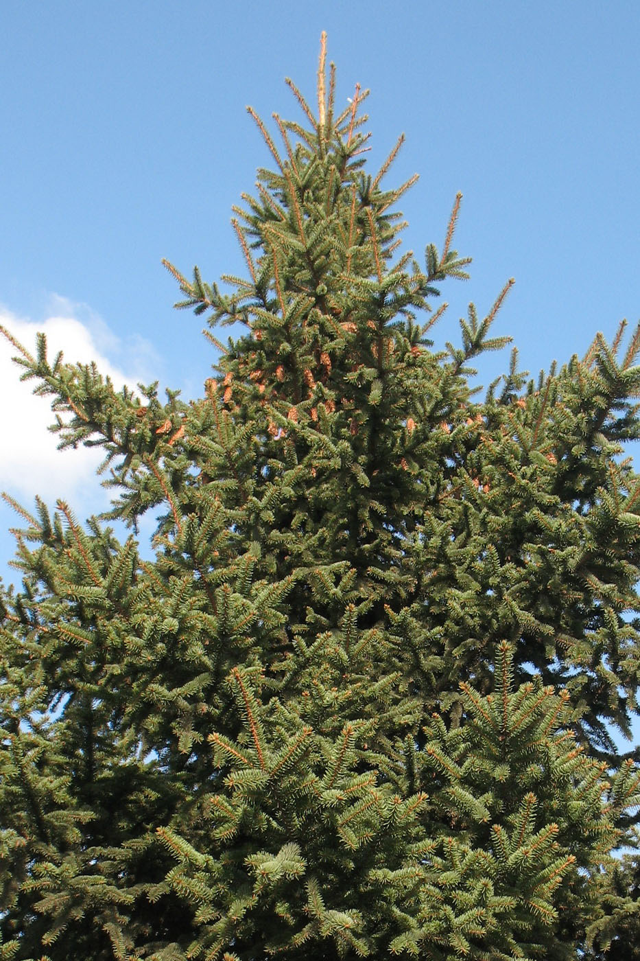 Image of Picea pungens specimen.