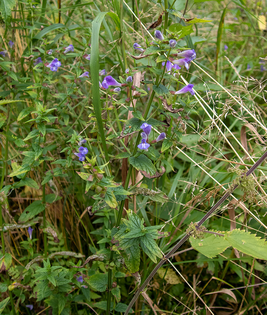 Изображение особи Scutellaria galericulata.