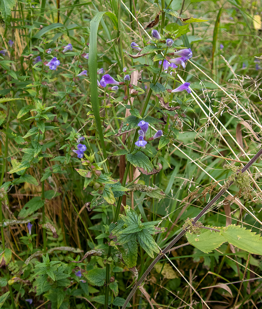 Image of Scutellaria galericulata specimen.