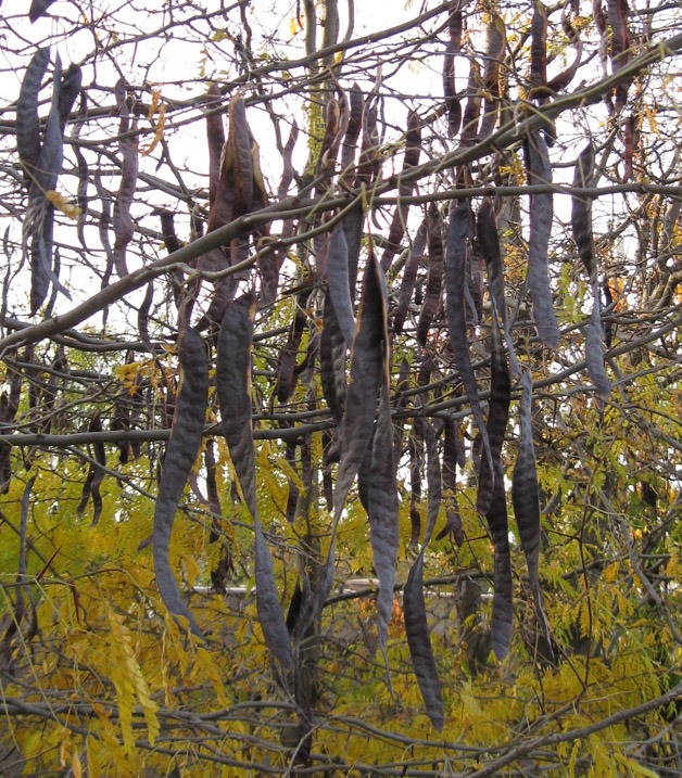 Изображение особи Gleditsia triacanthos.