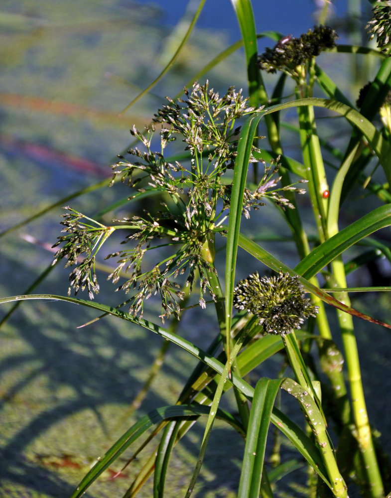 Image of Scirpus radicans specimen.