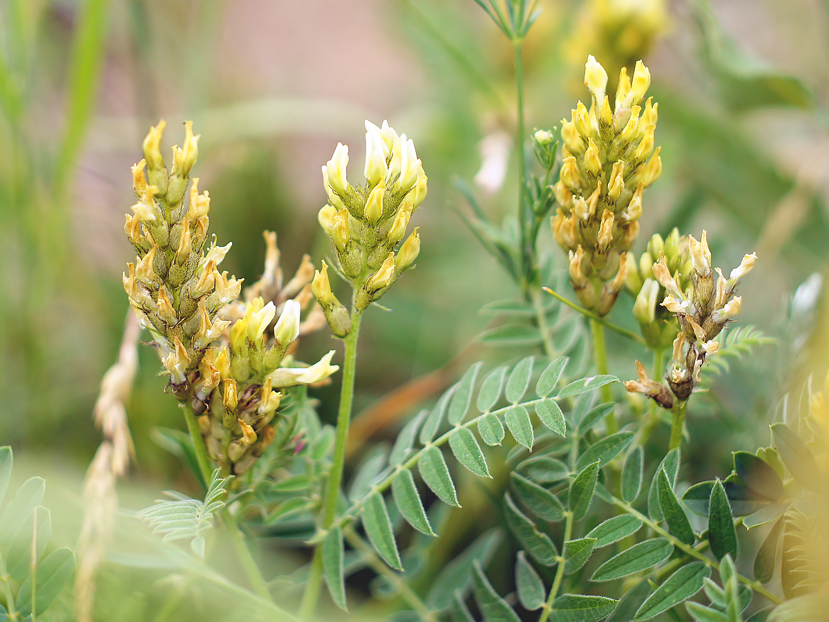 Image of Astragalus cicer specimen.