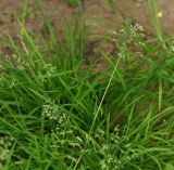 Poa annua