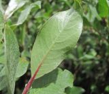 Salix pantosericea