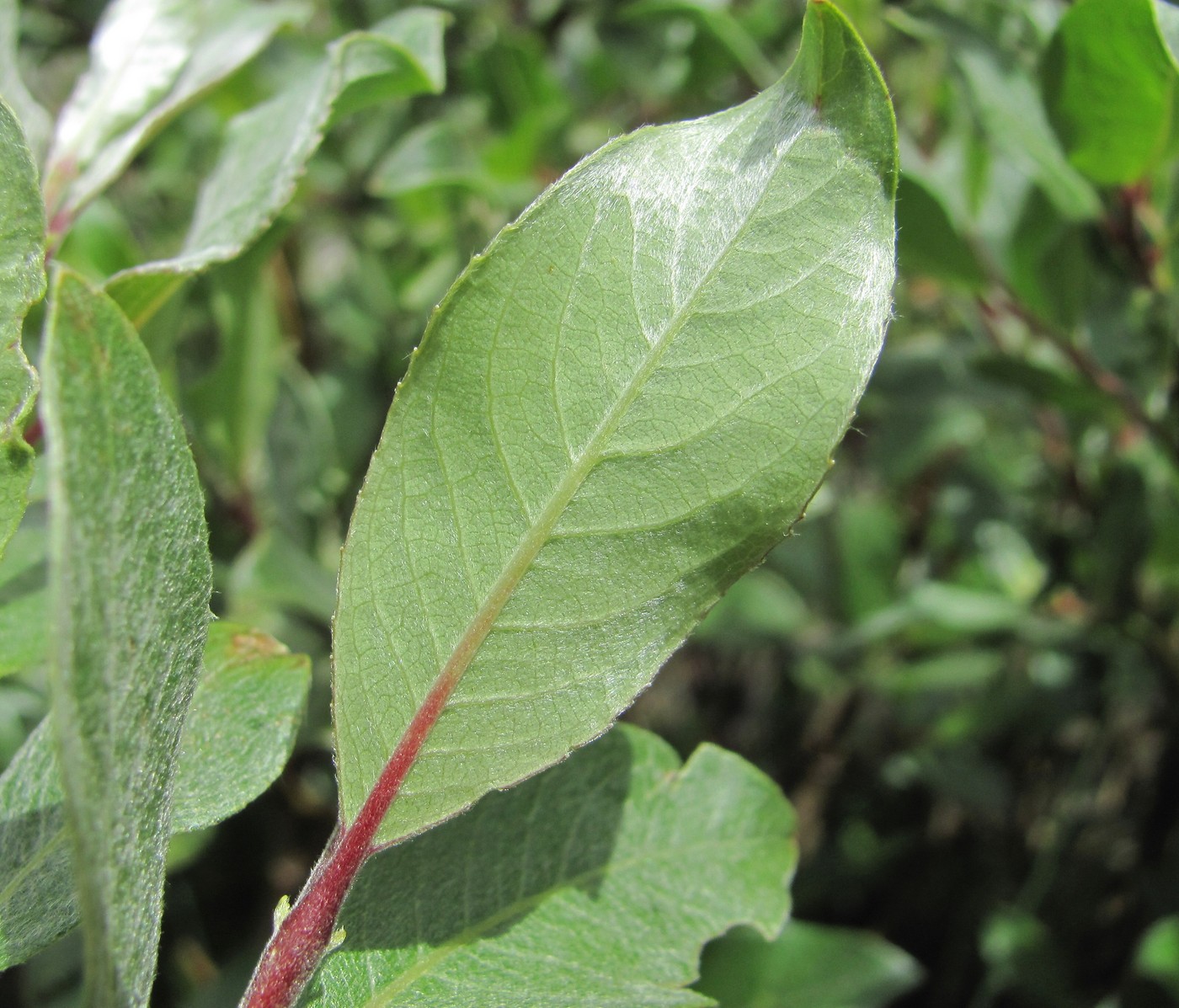 Изображение особи Salix pantosericea.