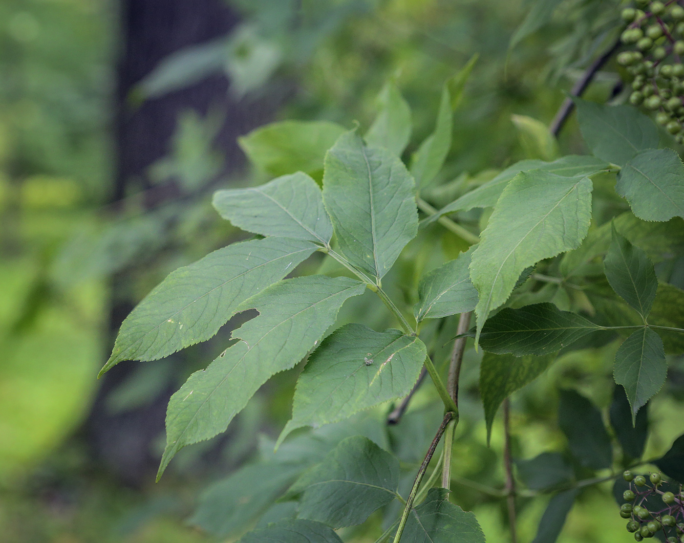 Изображение особи Sambucus nigra.