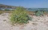 Crambe maritima. Плодоносящее и вегетирующие растения. Крым, Керченский п-ов, мыс Казантип, песчано-ракушечный пляж. 26.05.2018.