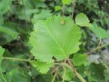 Betula pubescens. Лист с галлами галлицы Anisostephus betulinus. Кабардино-Балкария, Эльбрусский р-н, долина р. Ирик, ок. 2200 м н.у.м., субальпийский луг. 07.07.2020.