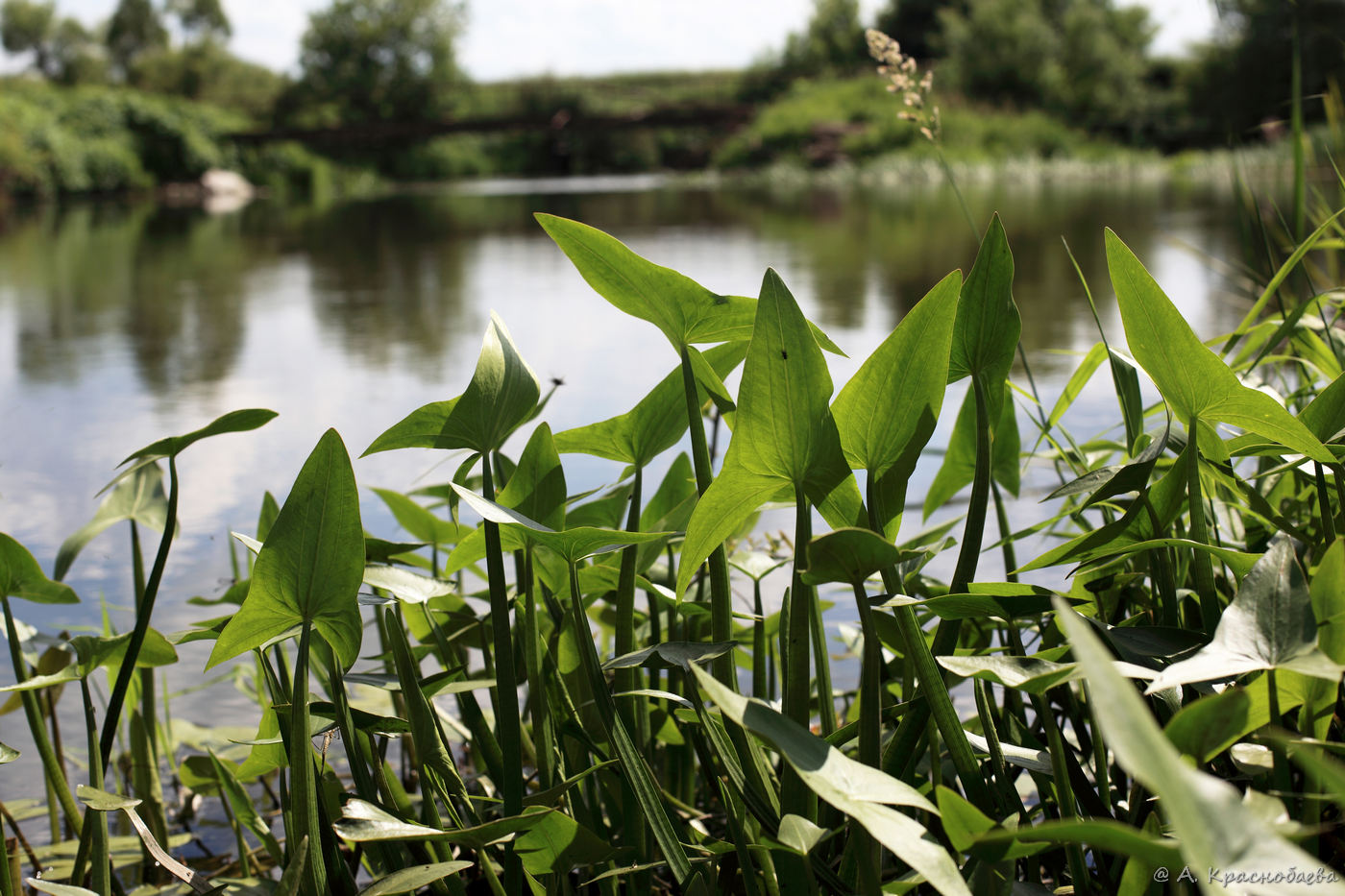 Image of Sagittaria sagittifolia specimen.