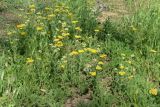 Achillea arabica