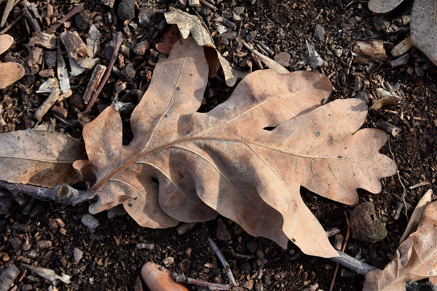 Image of Quercus robur specimen.