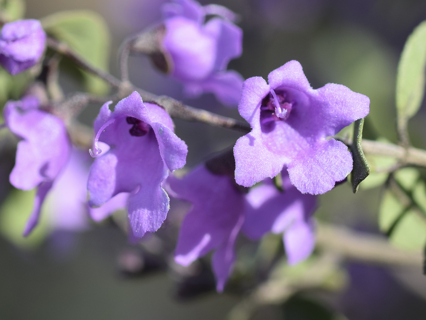 Image of Prostanthera ovalifolia specimen.