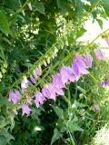 Campanula rapunculoides. Цветущее и расцветающее соцветия. Хабаровский край, 17 км Владивостокского шоссе, в культуре. 06.07.2013.