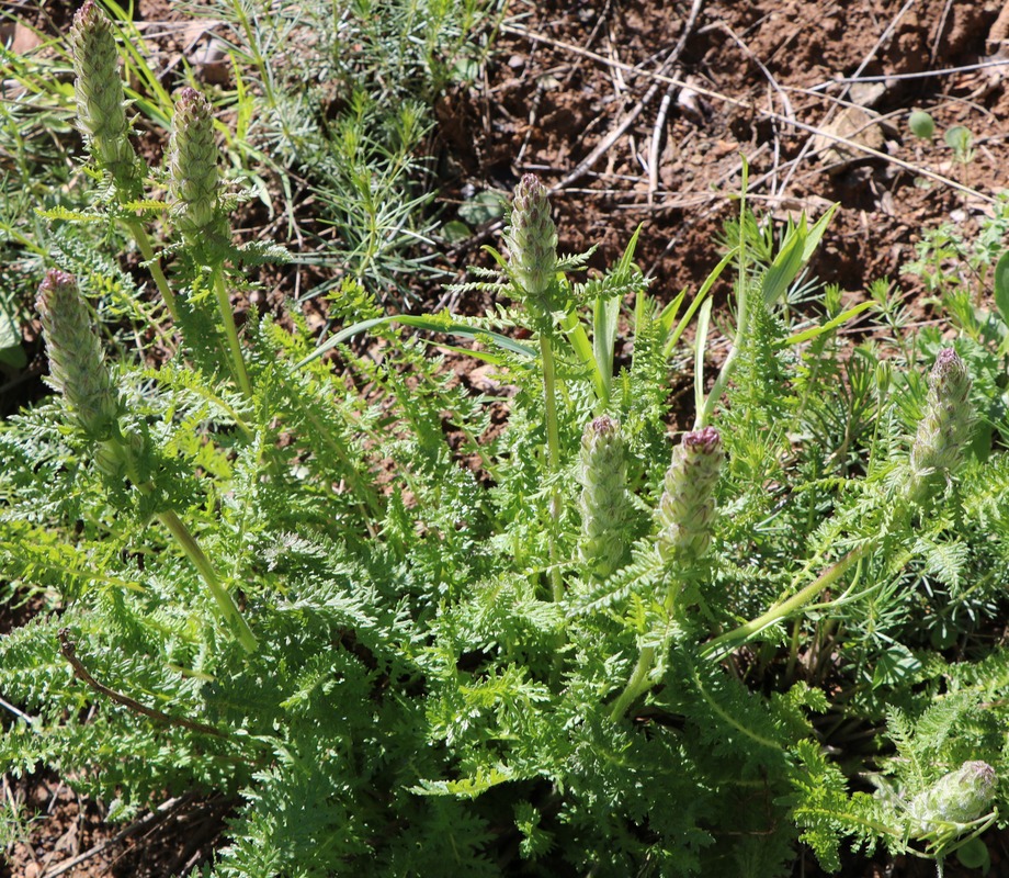 Image of Pedicularis wilhelmsiana specimen.