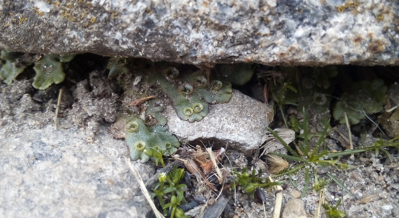 Изображение особи Marchantia polymorpha.