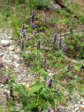 Agastache rugosa. Верхушка растения с соцветиями. Приморский край, Лазовский р-н, Лазовский заповедник, 2 км Ю кордона Америка, сухая протока. 17.08.2009.