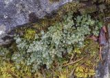 Asplenium ruta-muraria