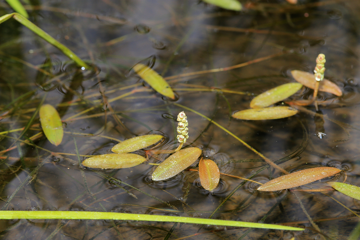 Image of Potamogeton octandrus specimen.