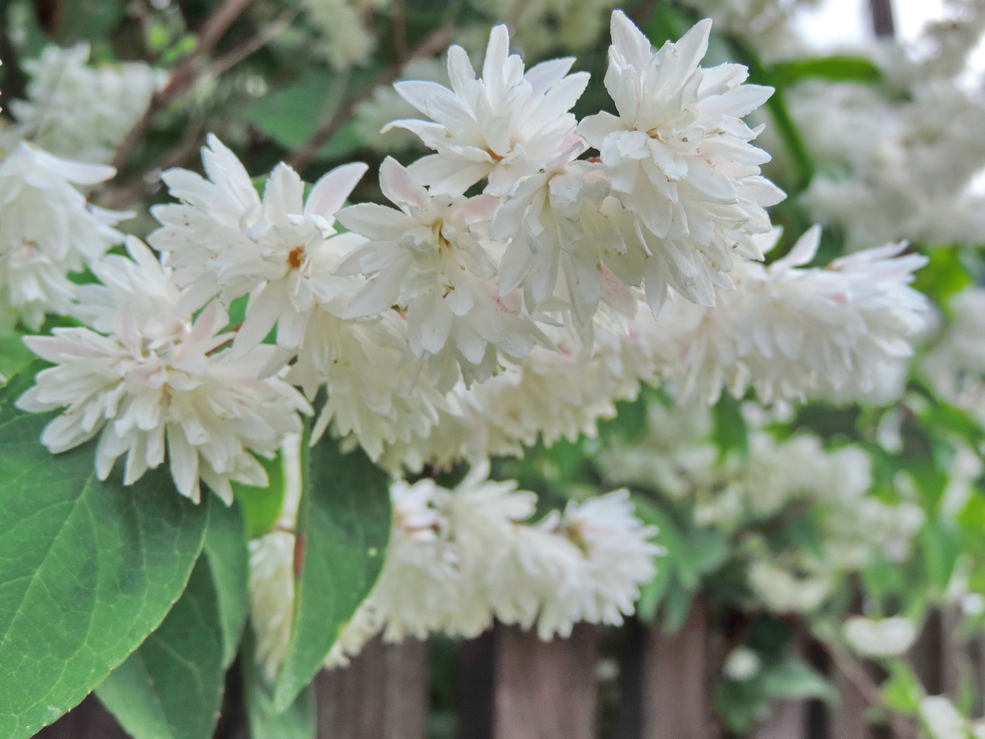 Изображение особи Deutzia scabra var. candidissima.