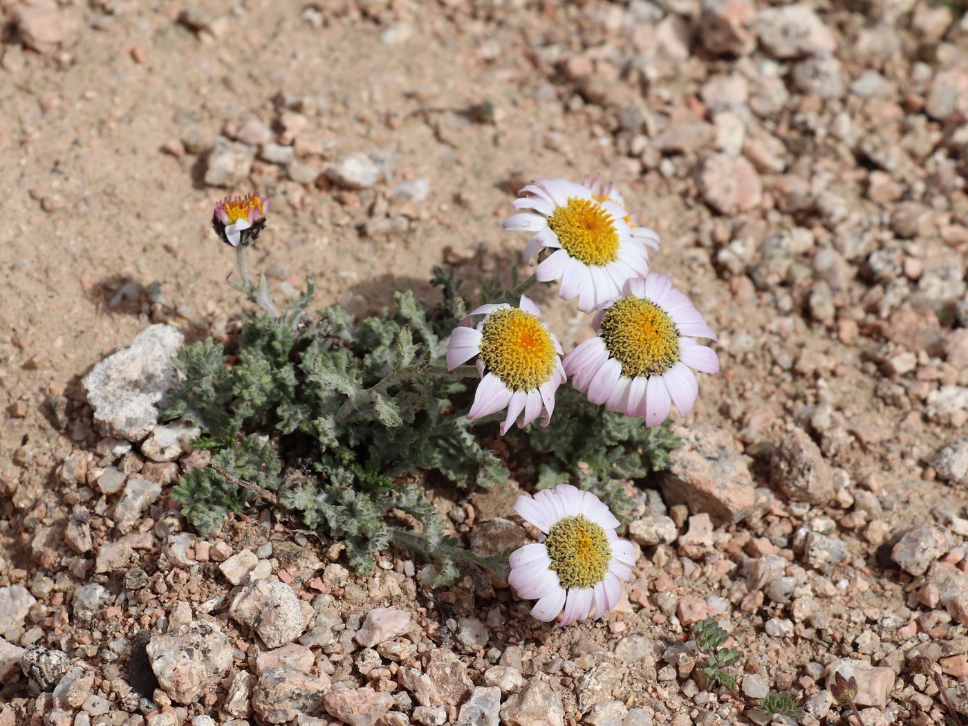 Image of Waldheimia tomentosa specimen.