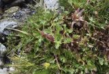 Saxifraga aquatica. Прикорневые розетки листьев и обкушенные животными побеги. Испания, автономное сообщество Каталония, провинция Жирона, комарка Рипольес, муниципалитет Сеткасес, курорт \"Вальтер 2000\", ≈2150 м н.у.м., каменистое русло в верховьях р. Тер. 27.07.2021.