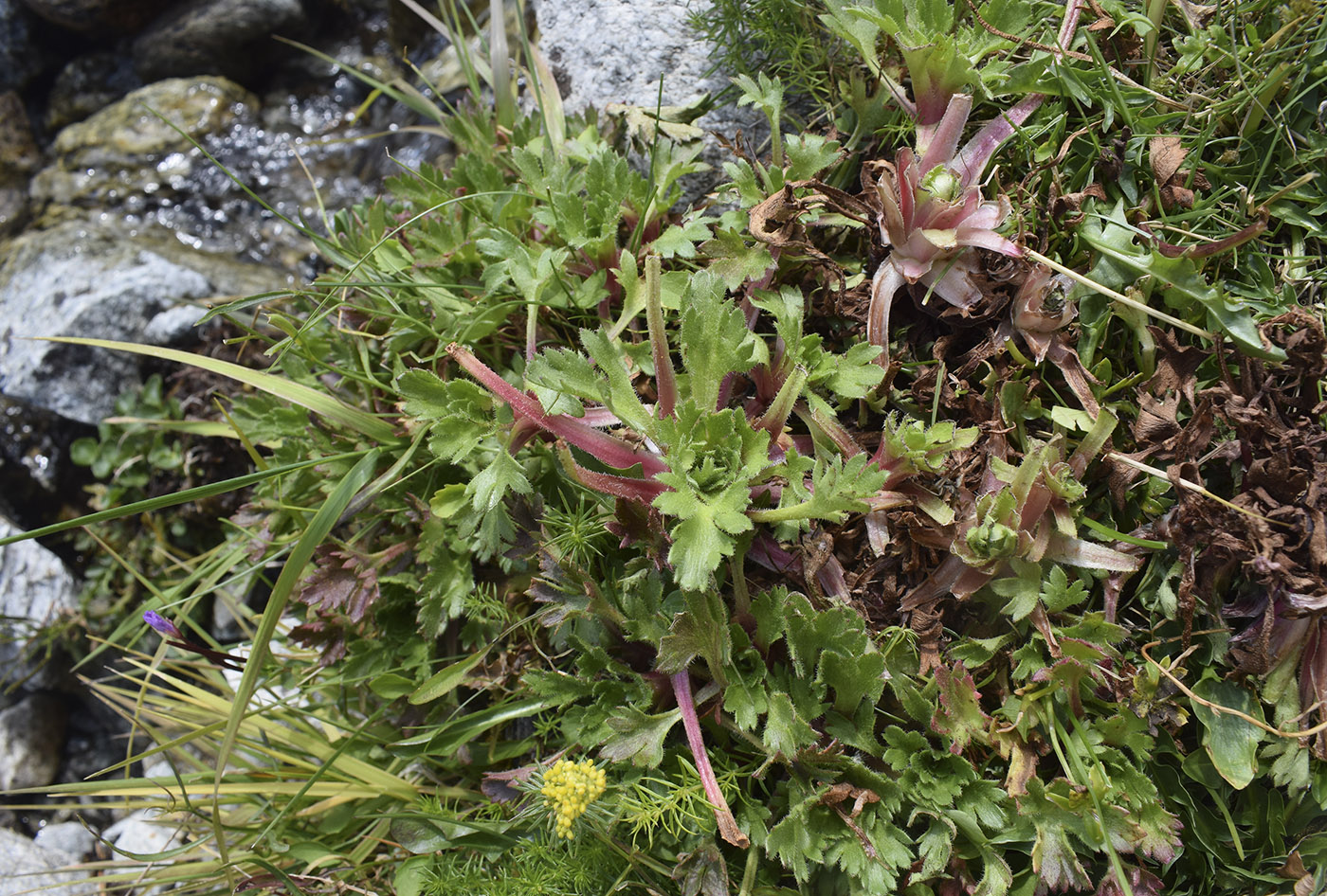 Image of Saxifraga aquatica specimen.