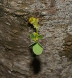 род Phyllanthus