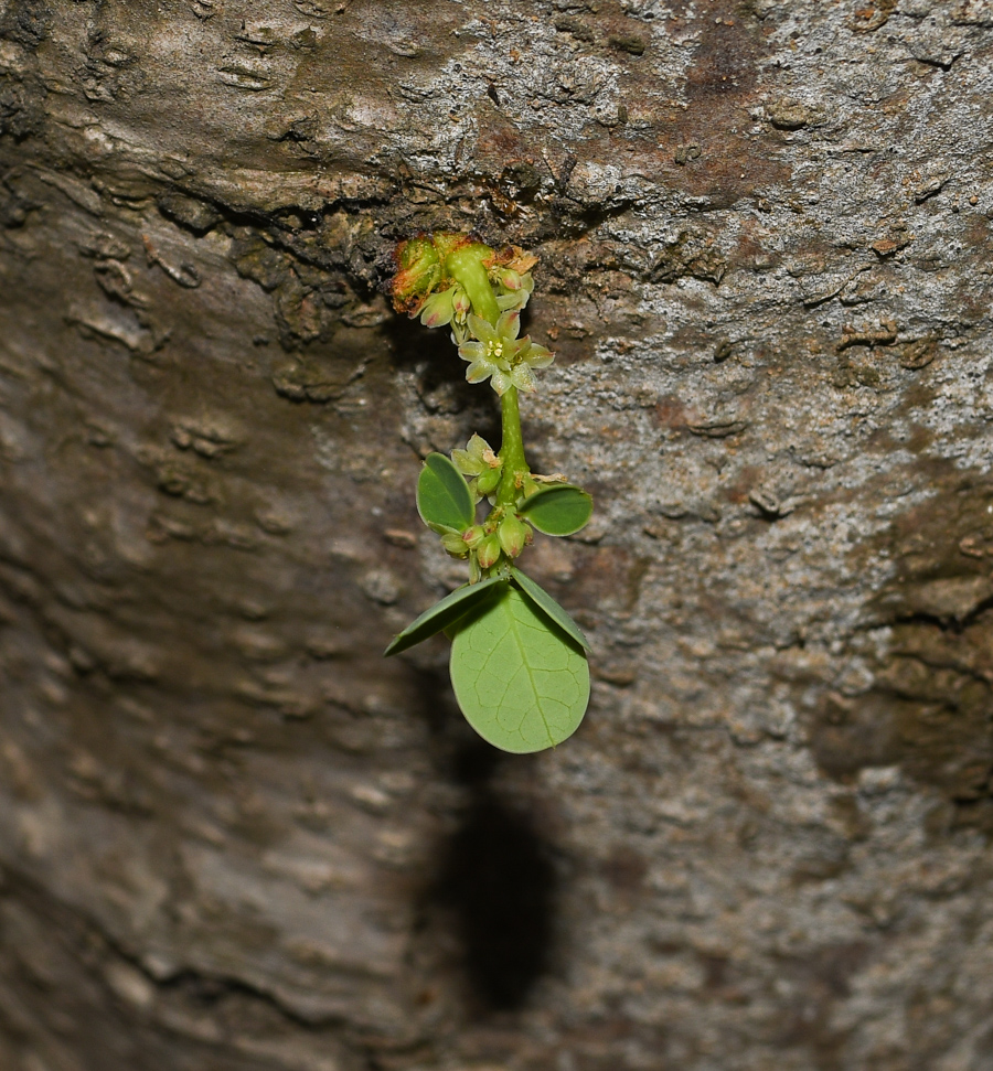 Изображение особи род Phyllanthus.