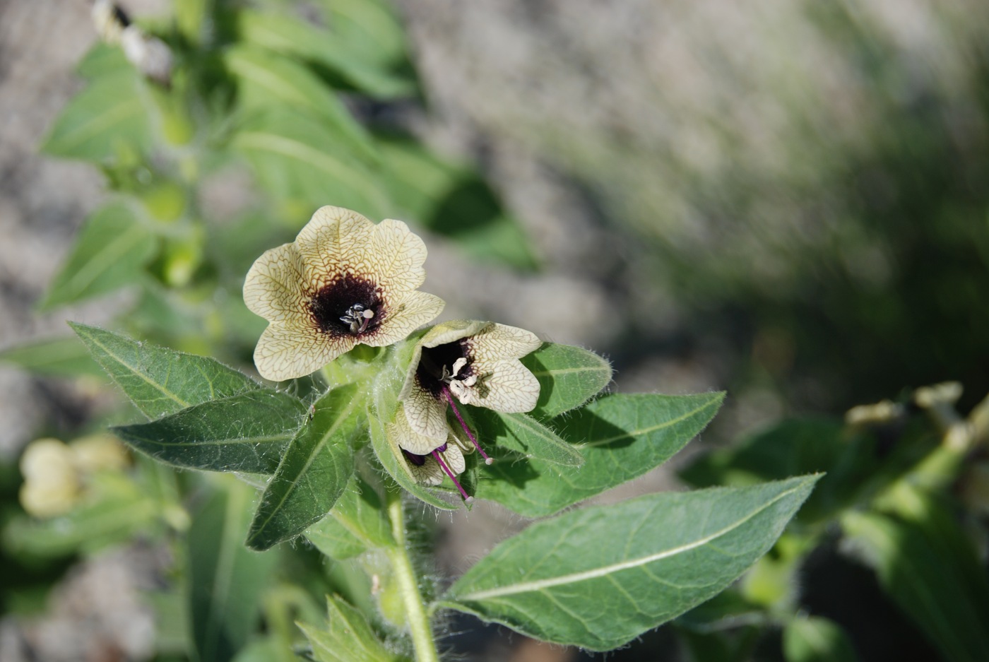 Изображение особи Hyoscyamus niger.