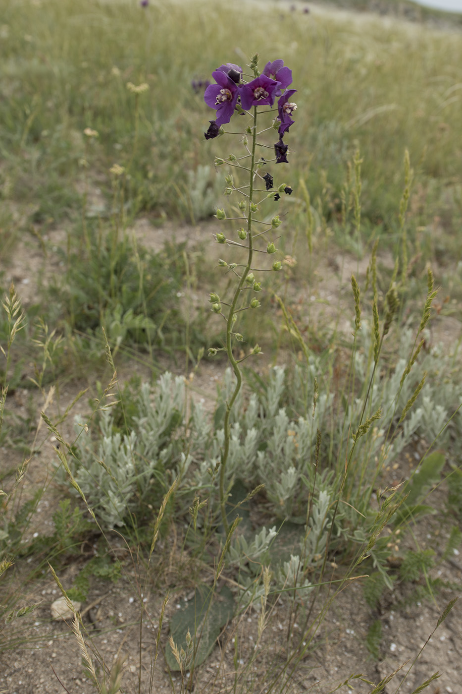 Image of Verbascum phoeniceum specimen.