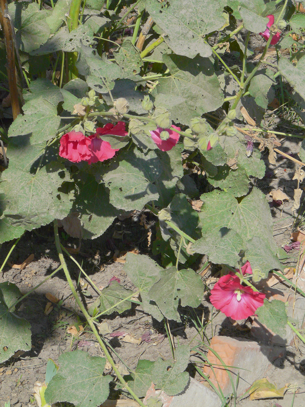 Image of Alcea rosea specimen.