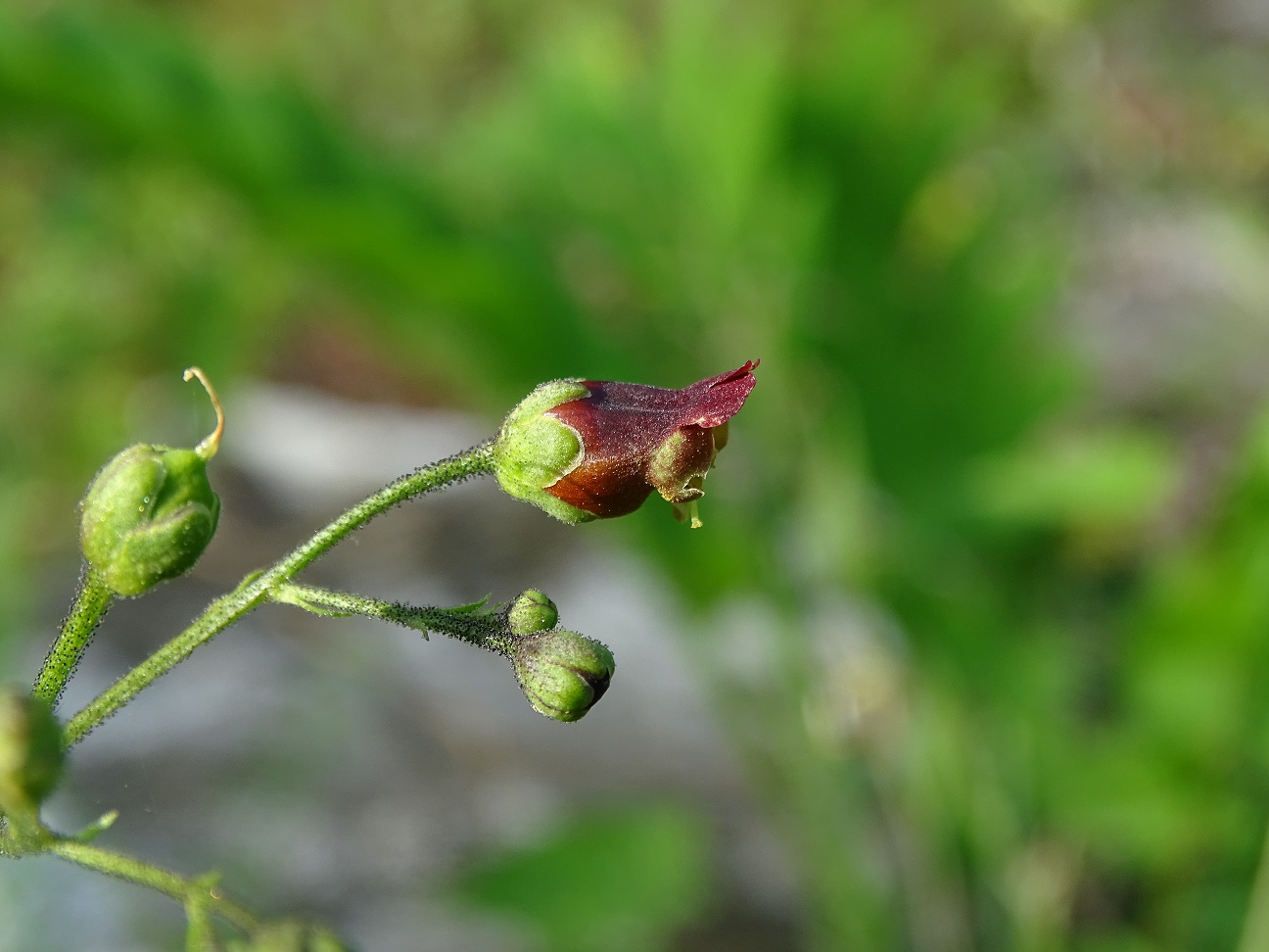 Image of Scrophularia scopolii specimen.