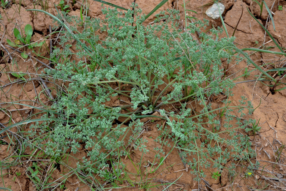 Image of Prangos odontalgica specimen.