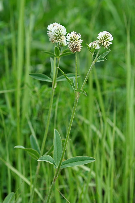 Изображение особи Trifolium montanum.