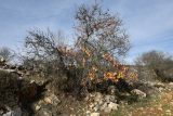 Amygdalus communis