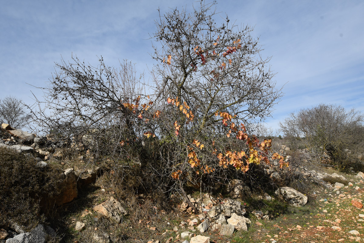 Изображение особи Amygdalus communis.