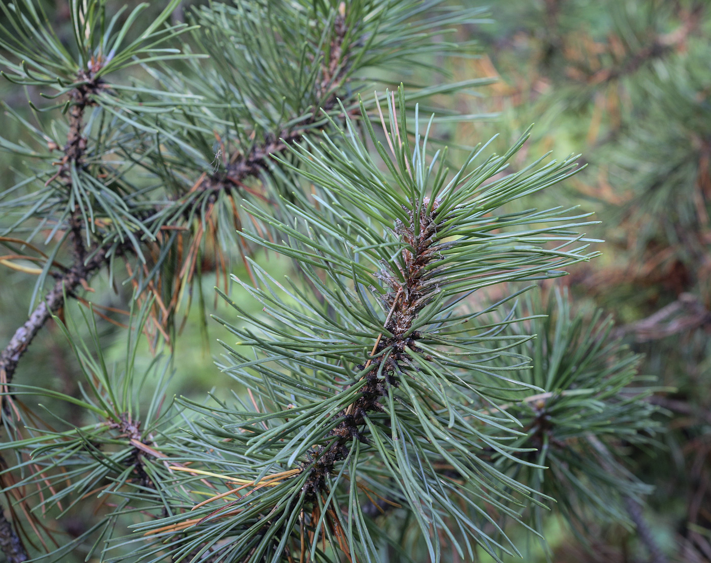 Image of Pinus mugo specimen.