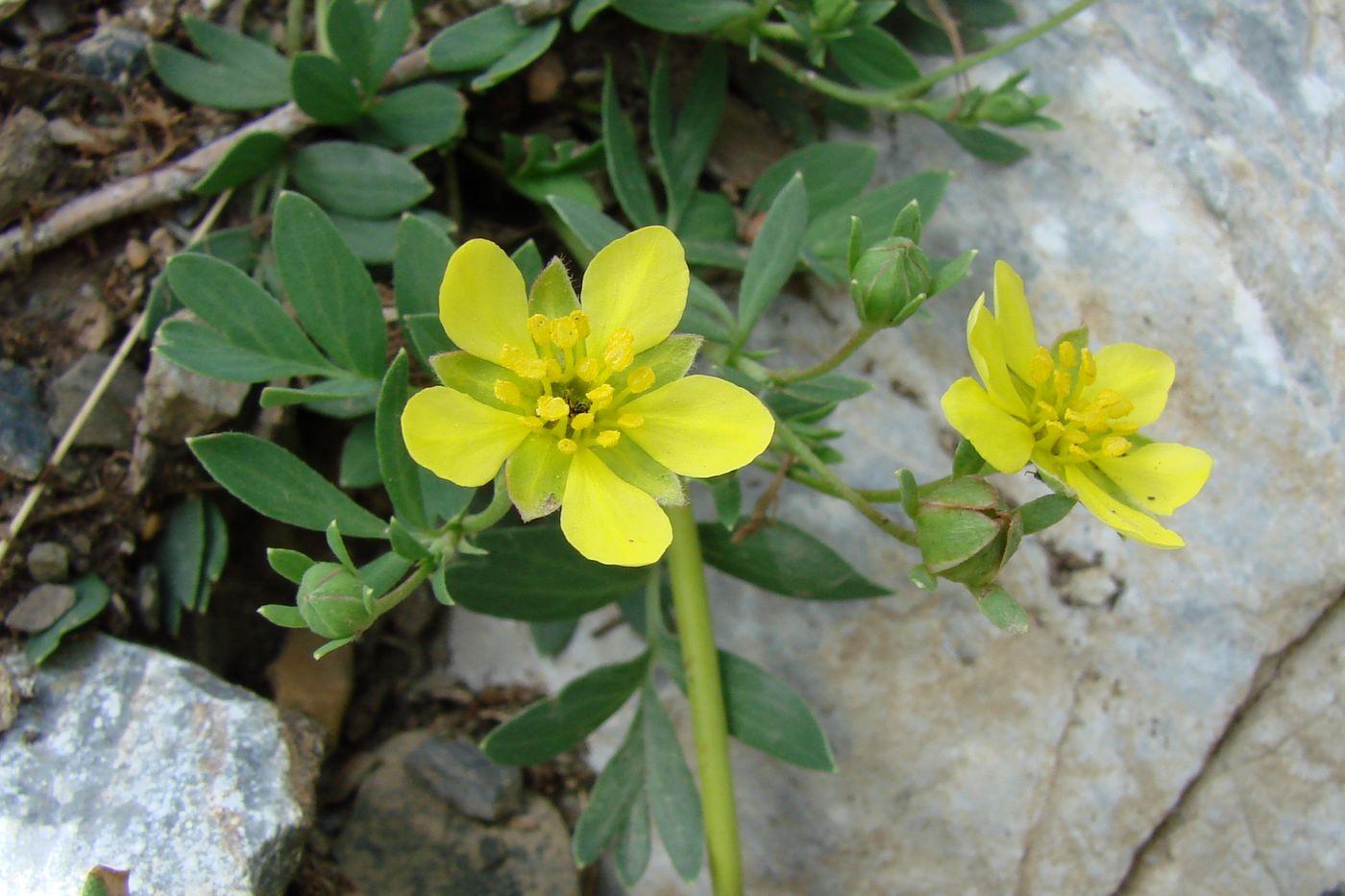 Изображение особи Potentilla orientalis.