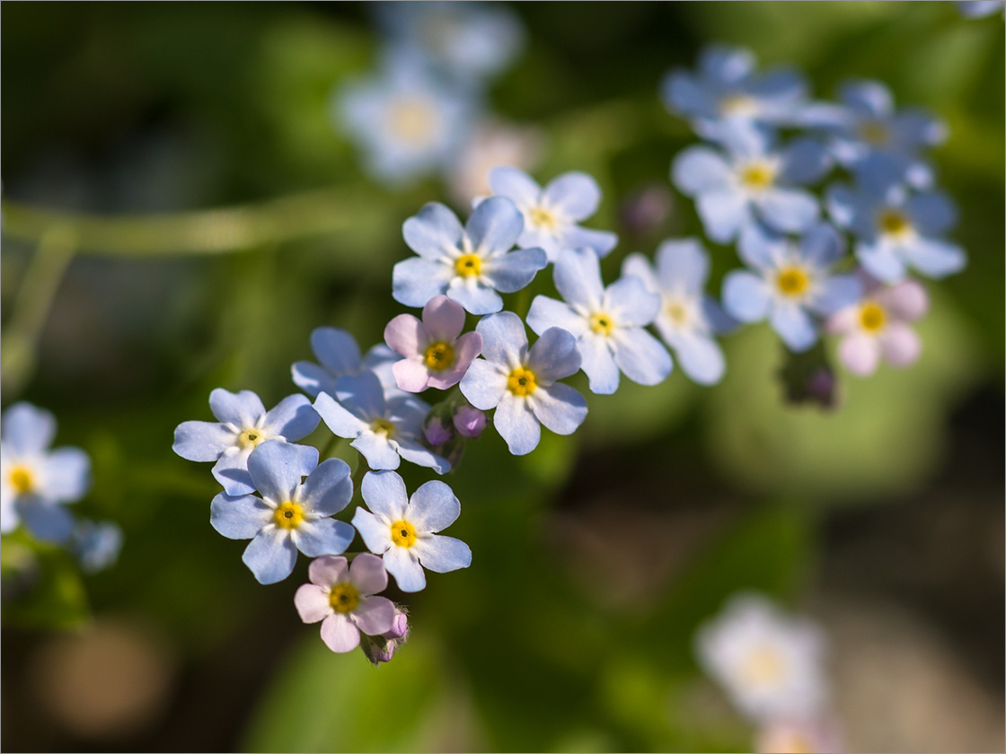 Изображение особи род Myosotis.