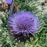 Cynara scolymus