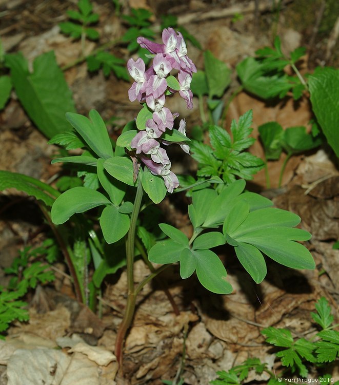 Image of Corydalis marschalliana specimen.