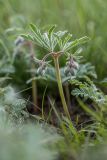 Geranium tuberosum. Бутонизирующее растение. Ростовская обл., Орловский р-н, окр. пос. Волочаевский, Приманычская степь, степной склон. 16.04.2022.